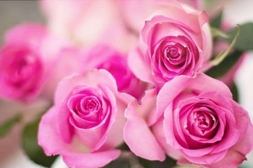 Rosas ?