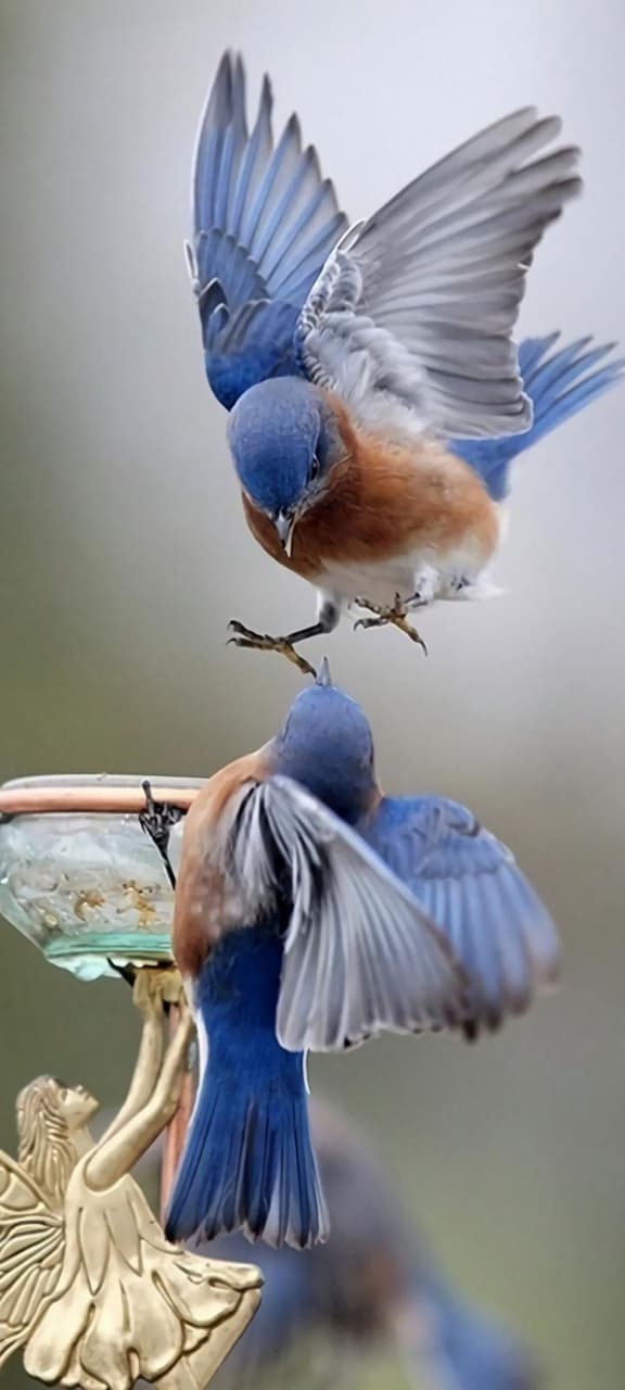 fly