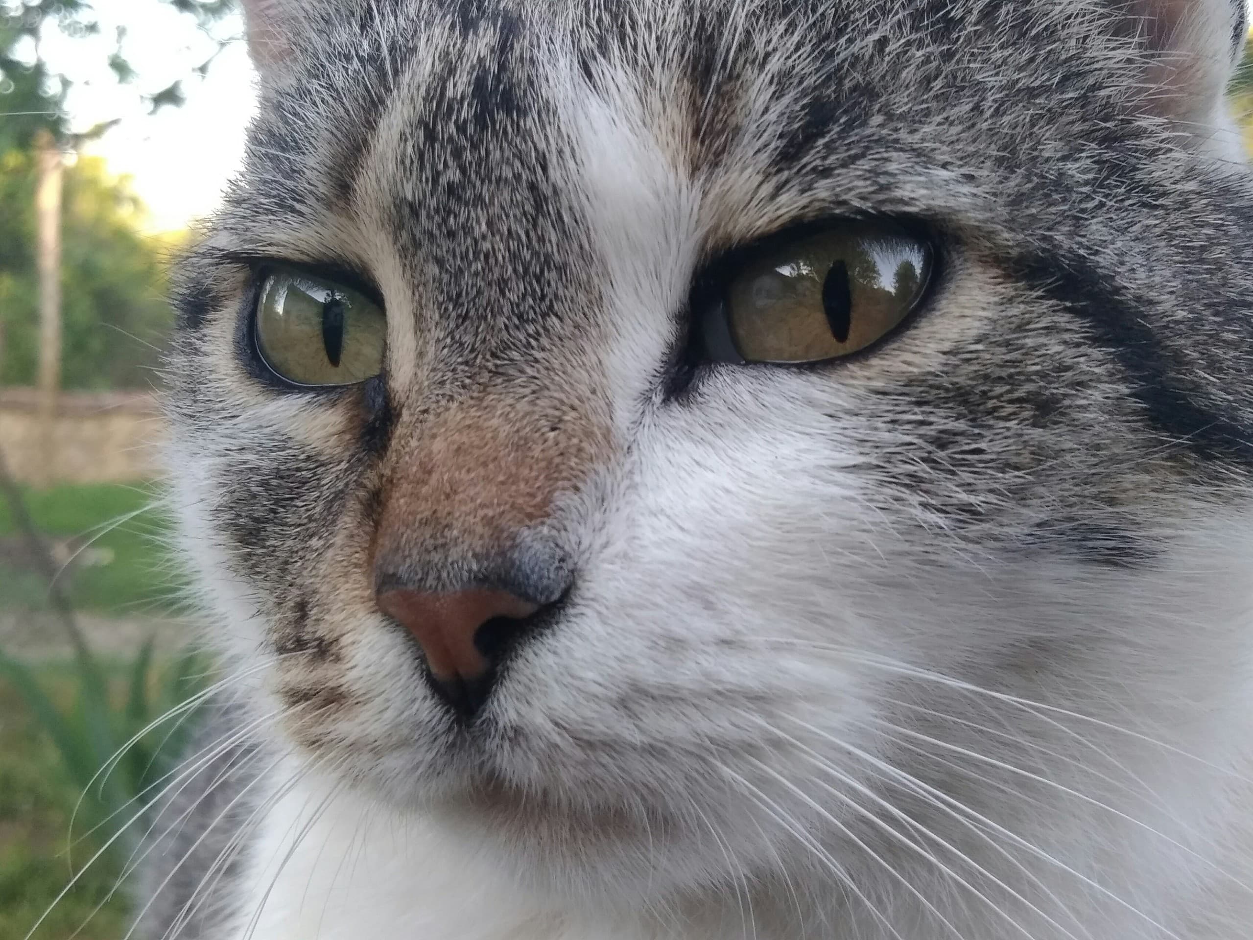my cat, I miss you Pisana
