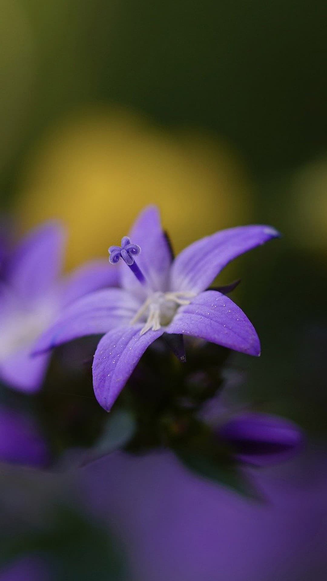 Garden flower