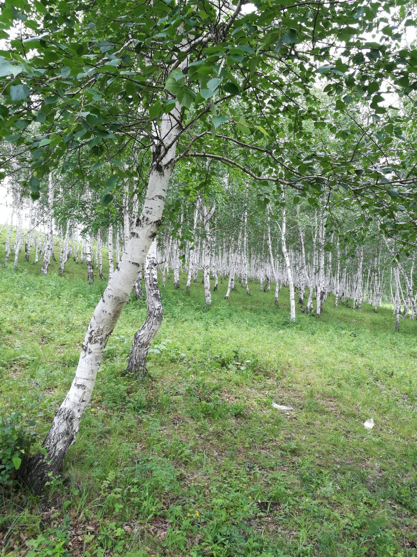 летний лес