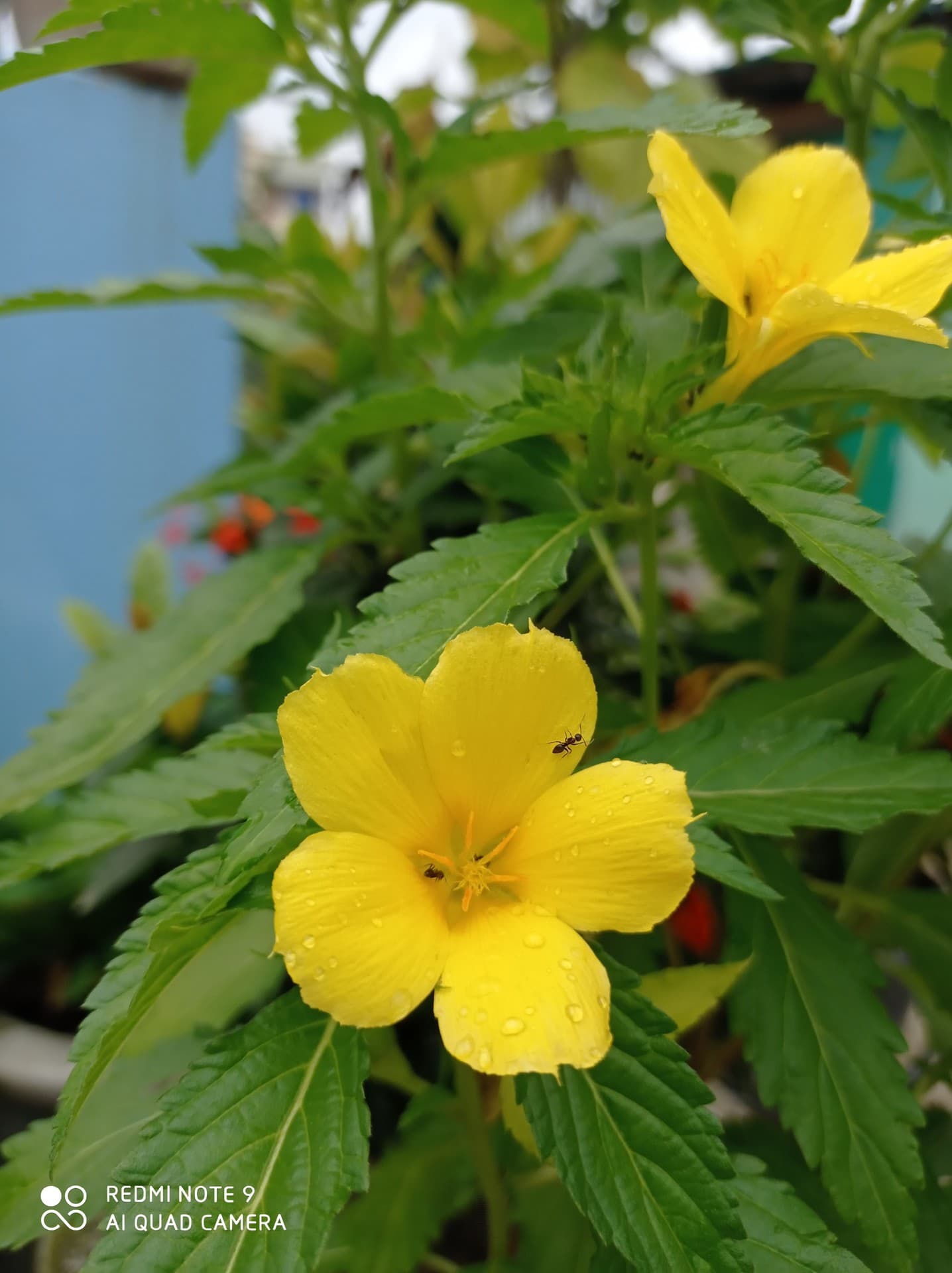 yeallow flower