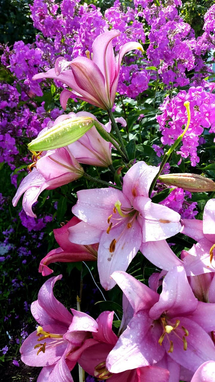 Lily