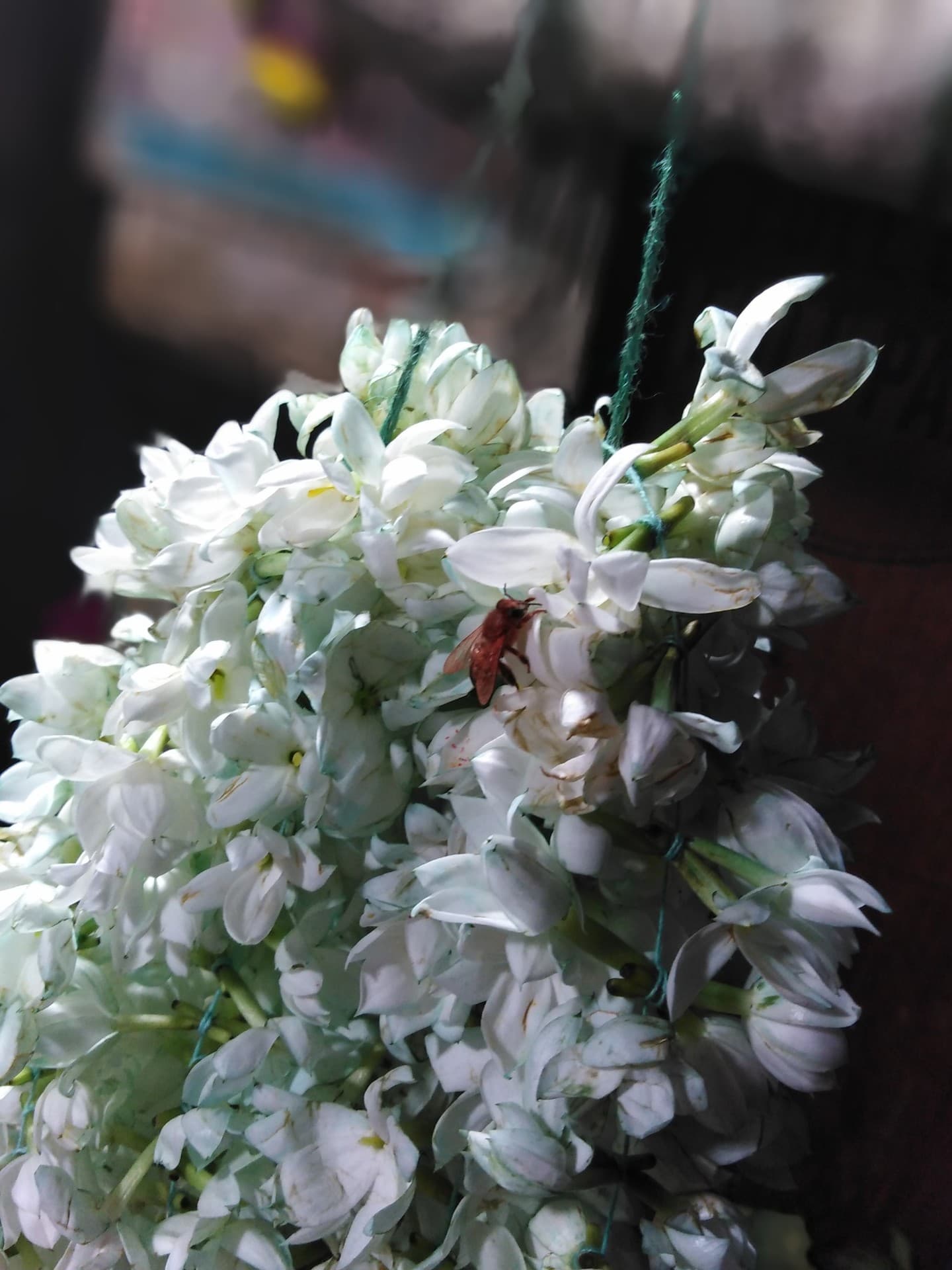 mogra flower