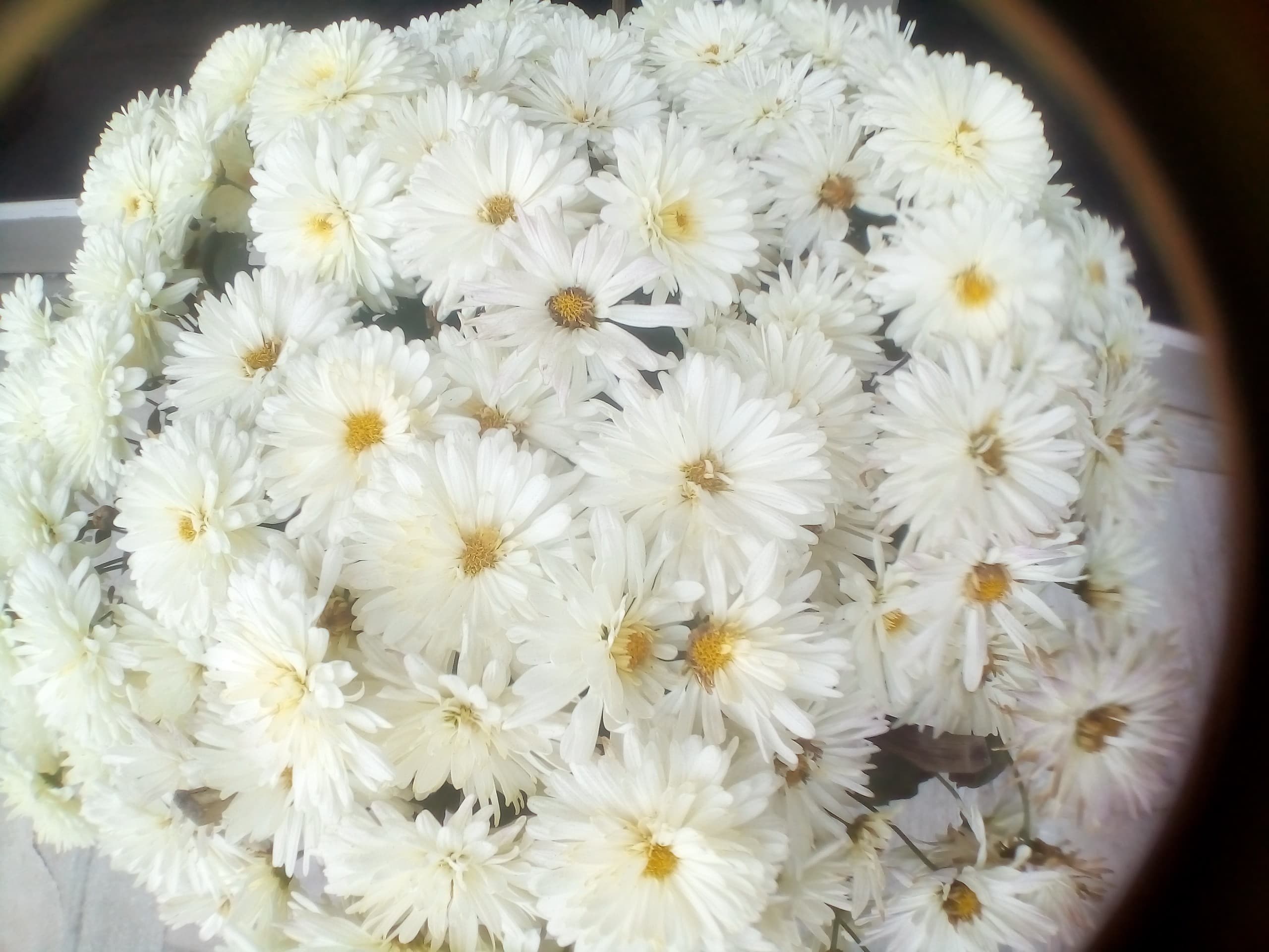 beautiful white flowers
