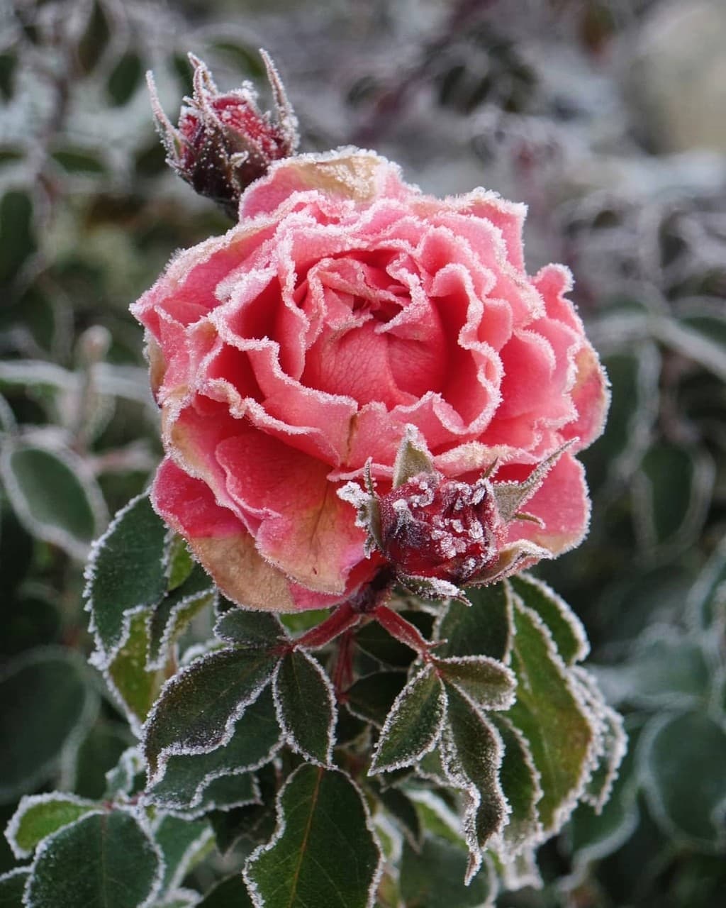frosty rose