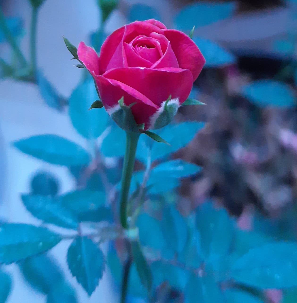 Pink Rose