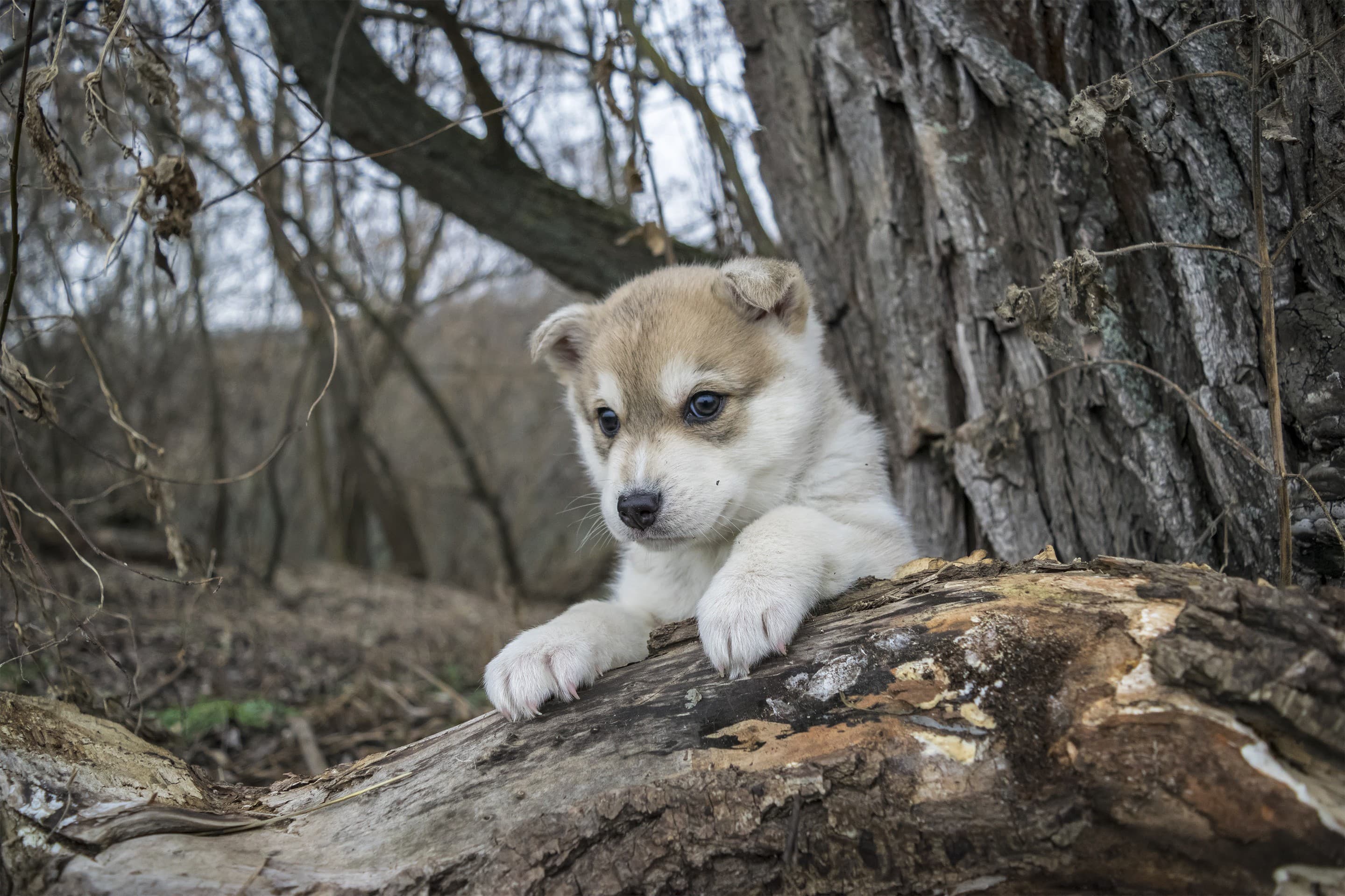 puppy