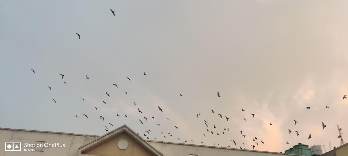 Birds