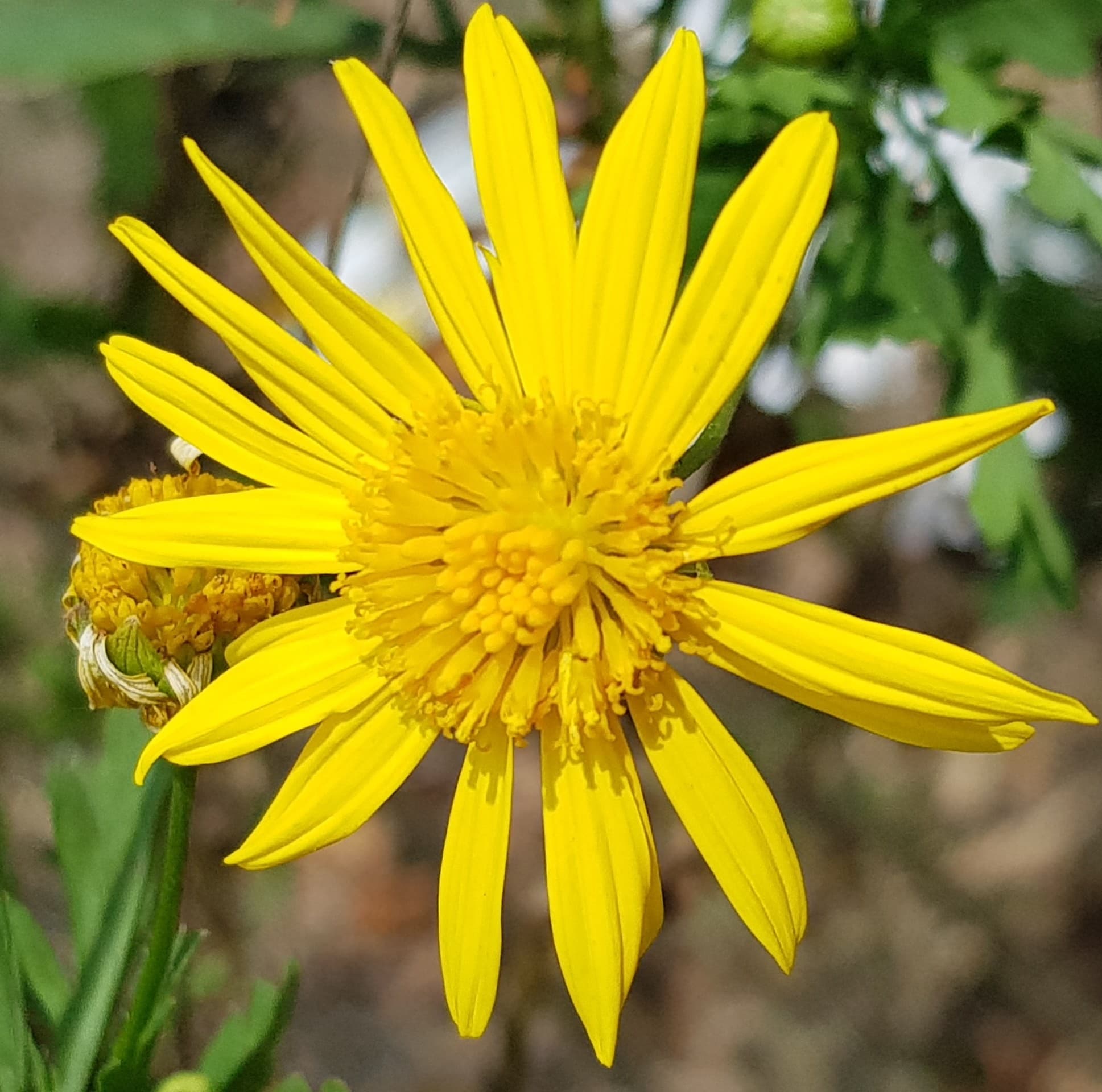 Bright Yellow flower