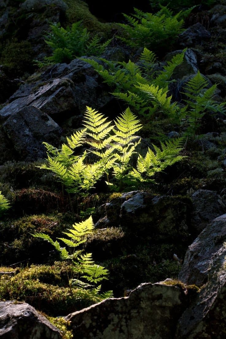 Woodland Ferns
