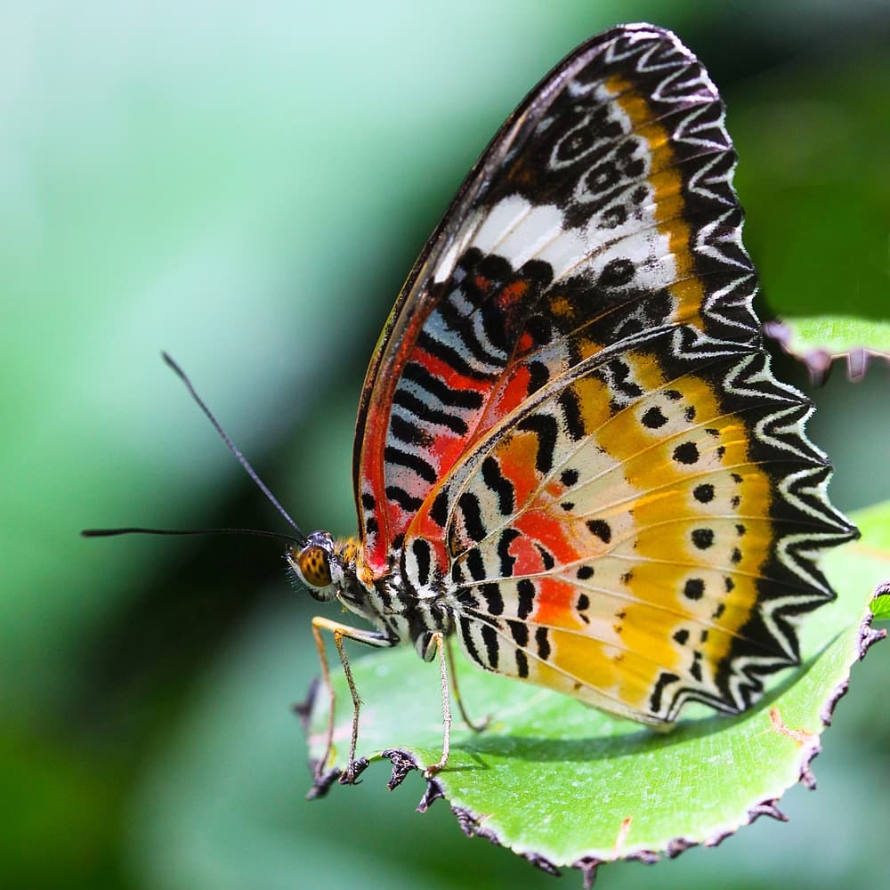 butterfly