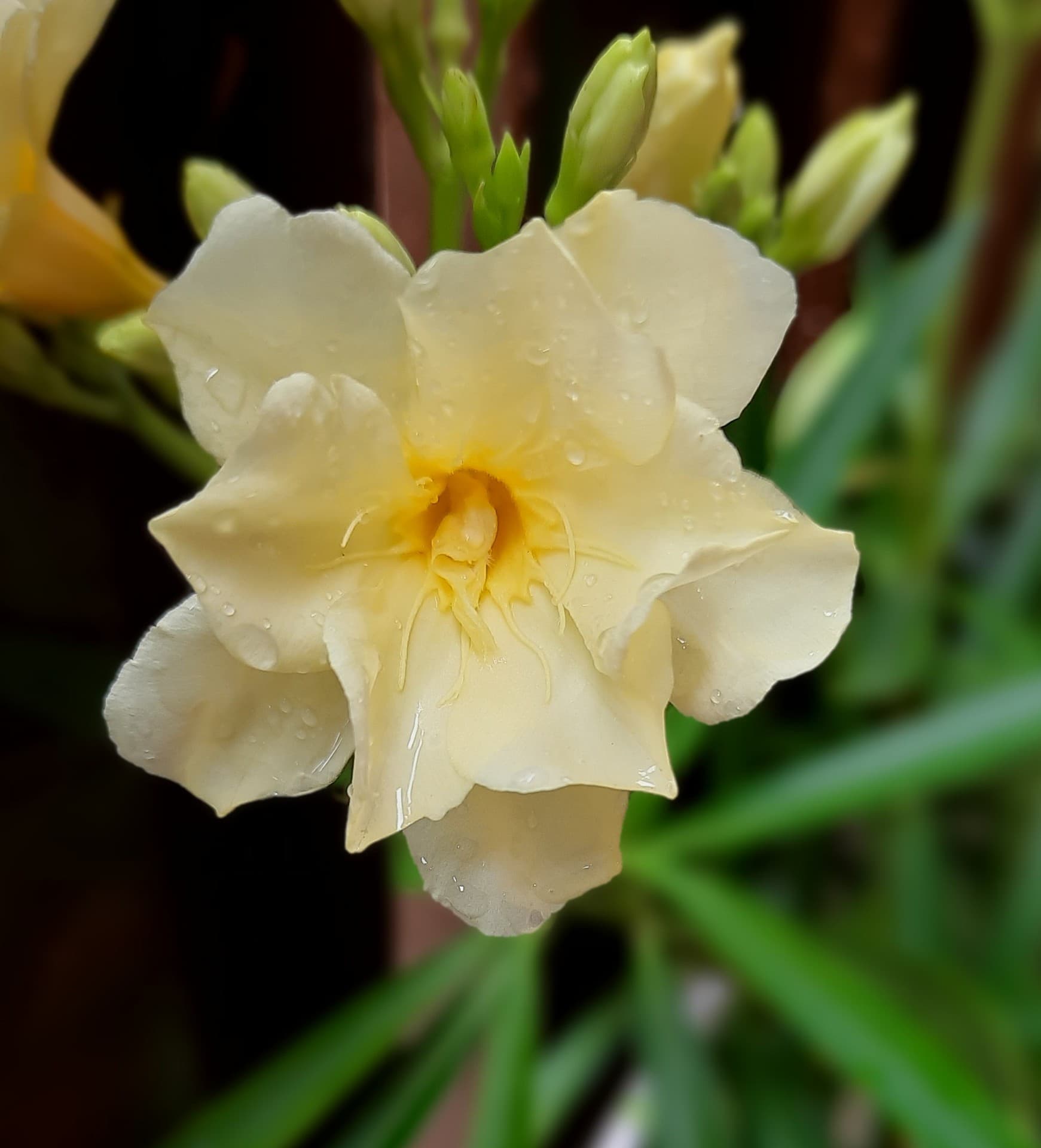 Yellow Flower