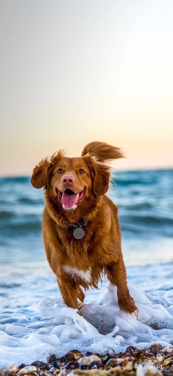Dog