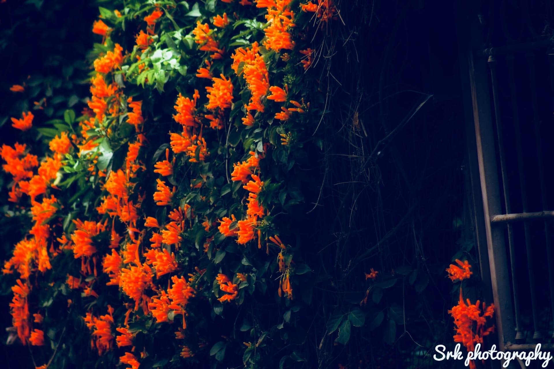 nature
