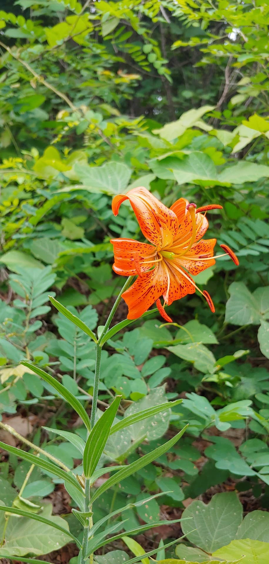 pretty wild flower^^