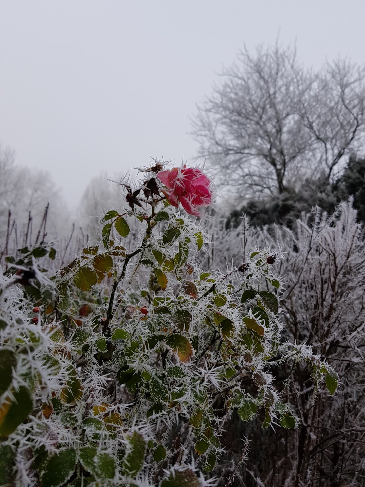 winter