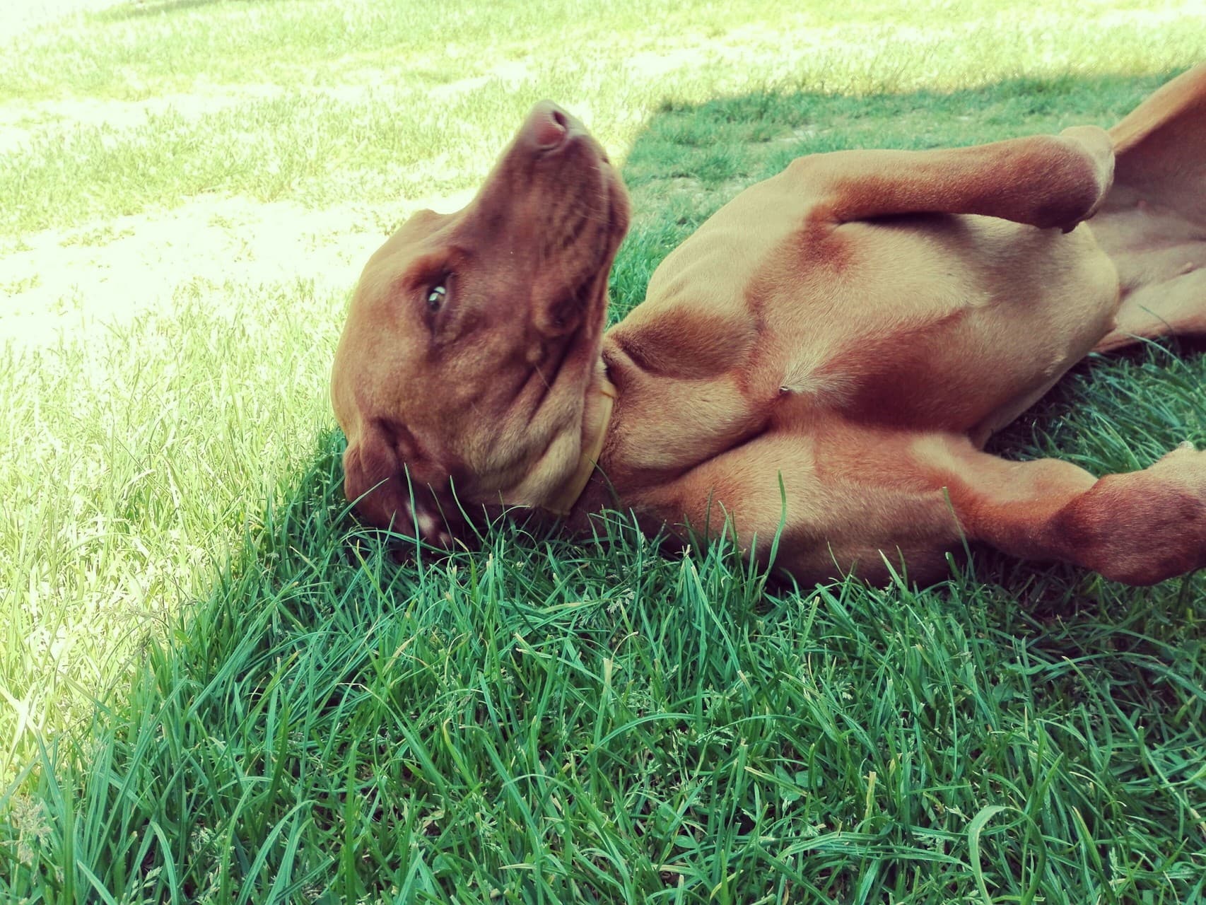 The Dog