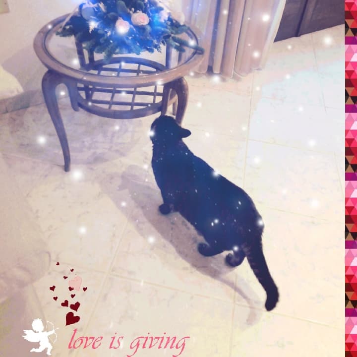 The glory of cat