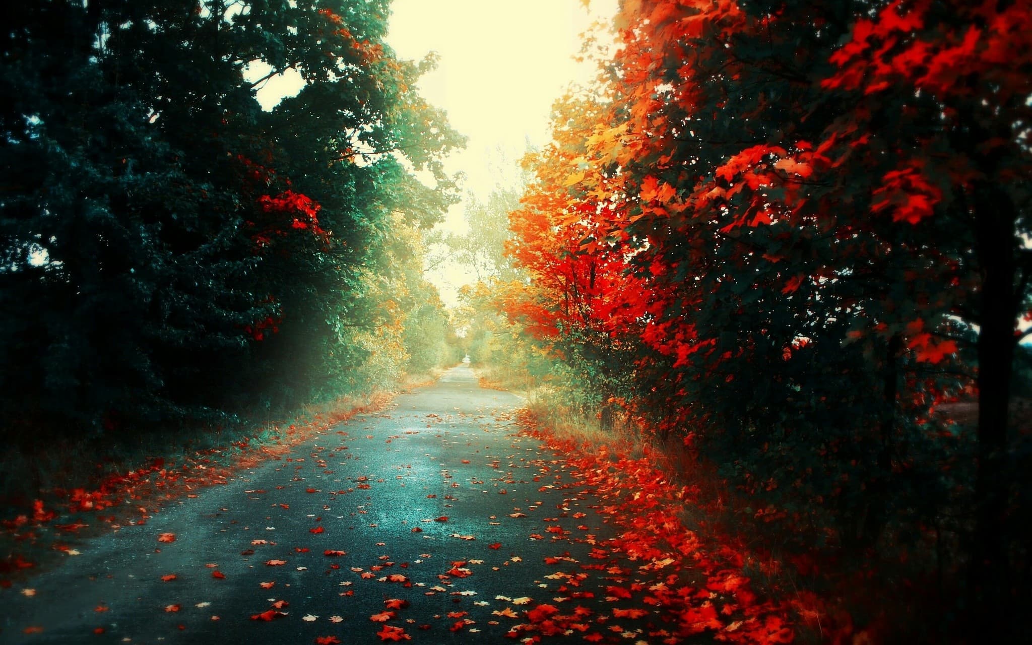 forest