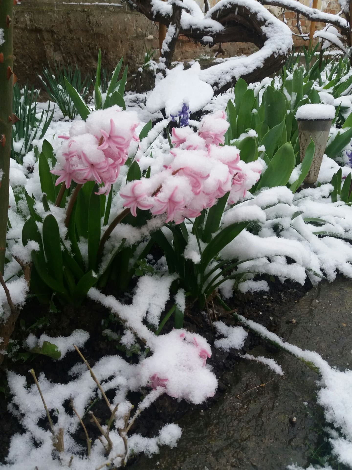 spring snow