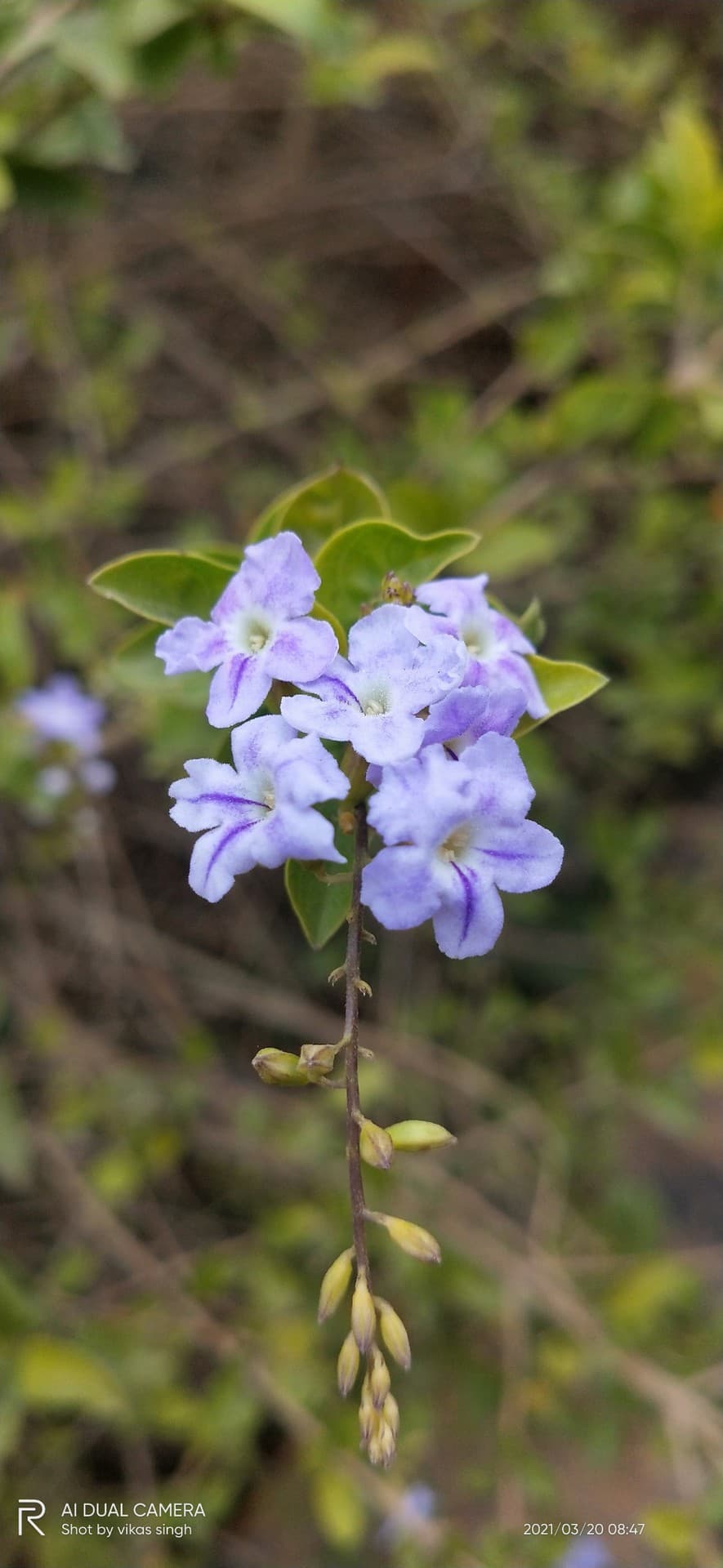 flowers ?