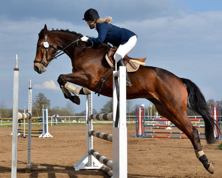 horse Thoroughbred