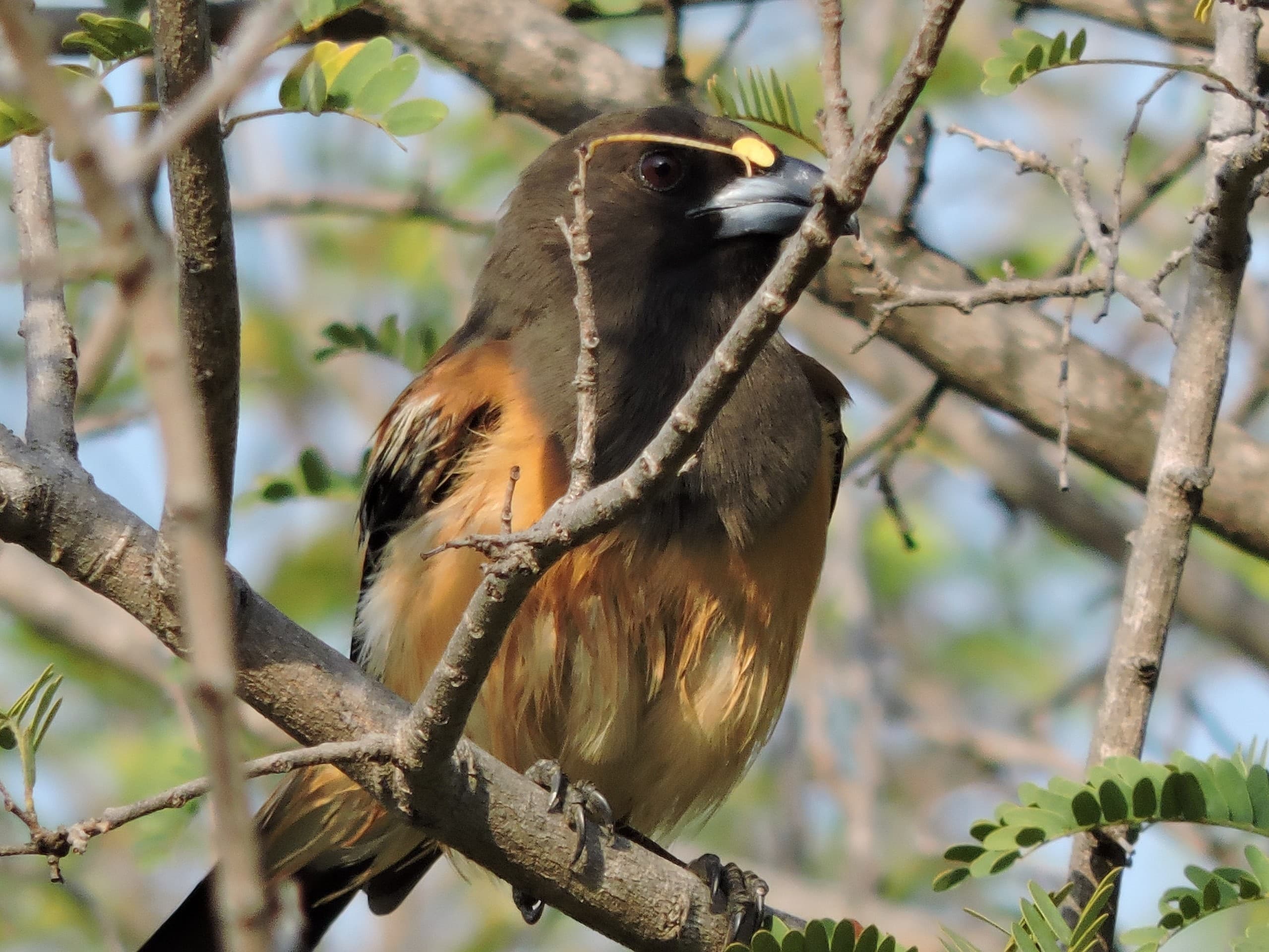 A Rare Bird
