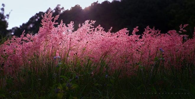Pink...like my love for you