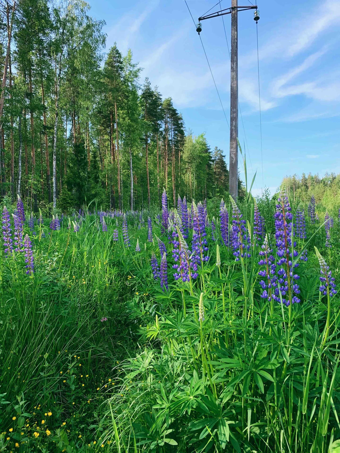 Lupine(9.06.19)