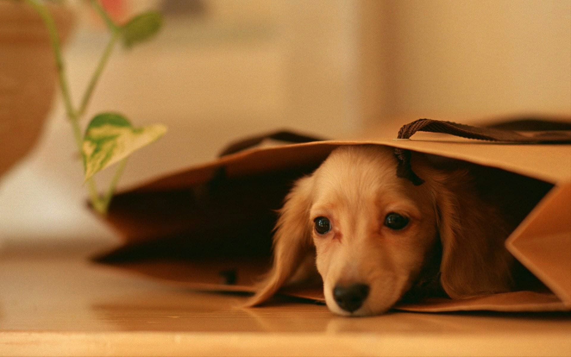 Puppy