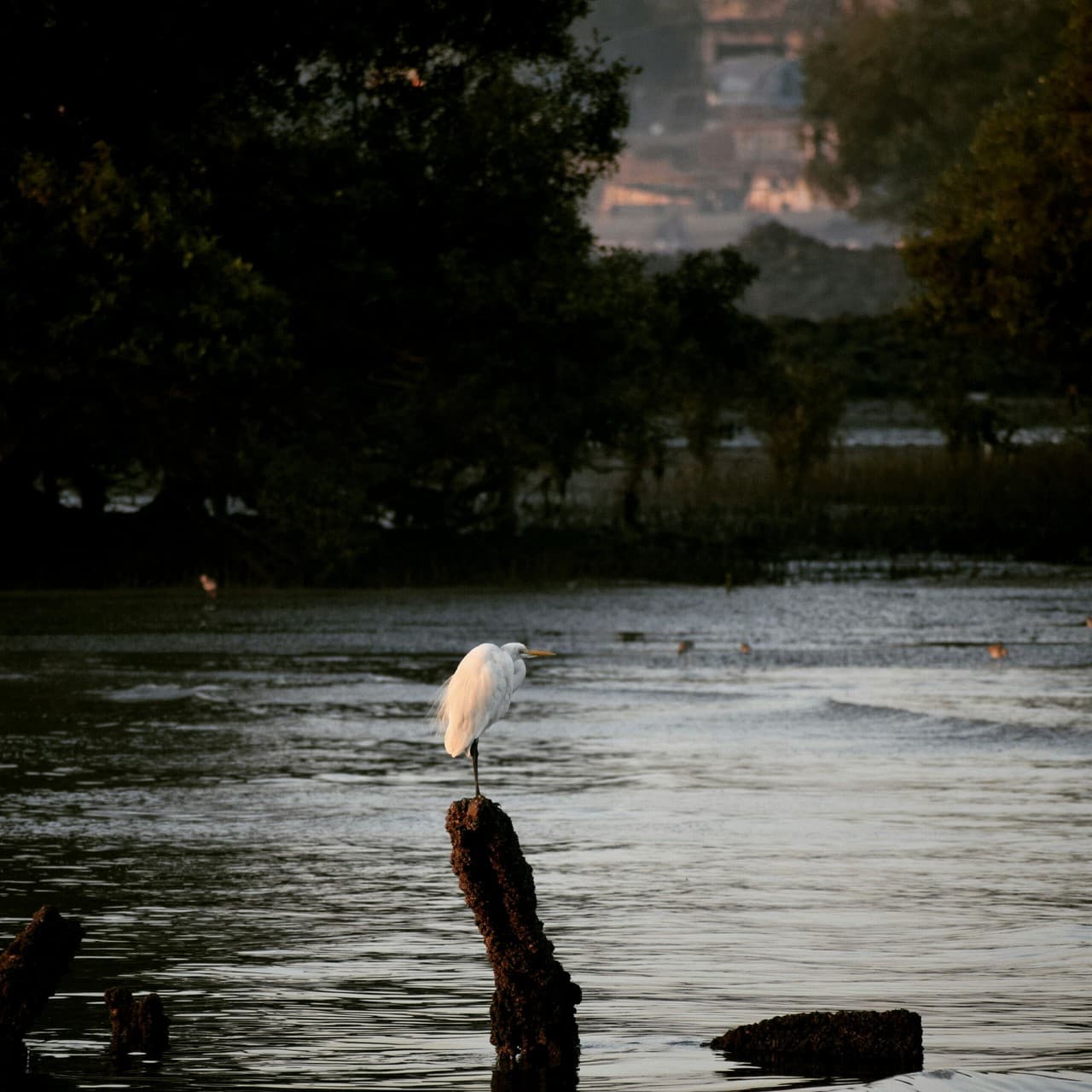 white heron
