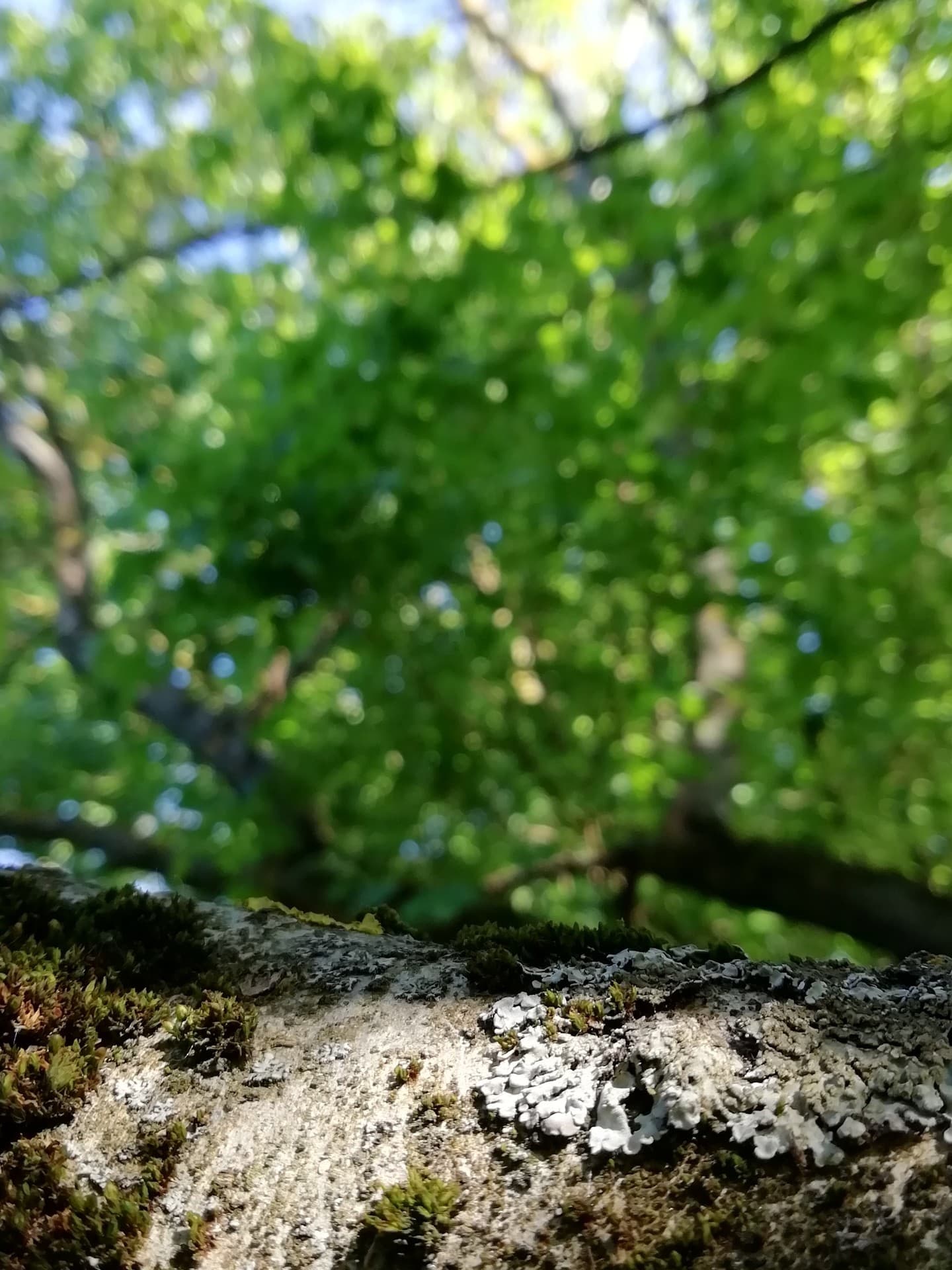 forest
