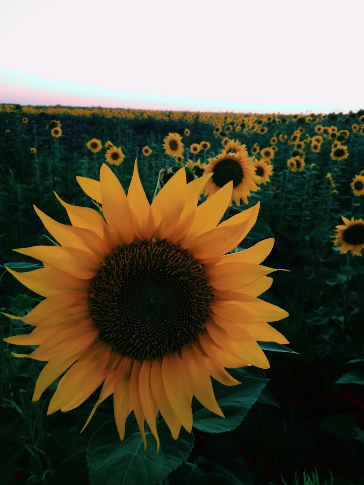 lovesummer