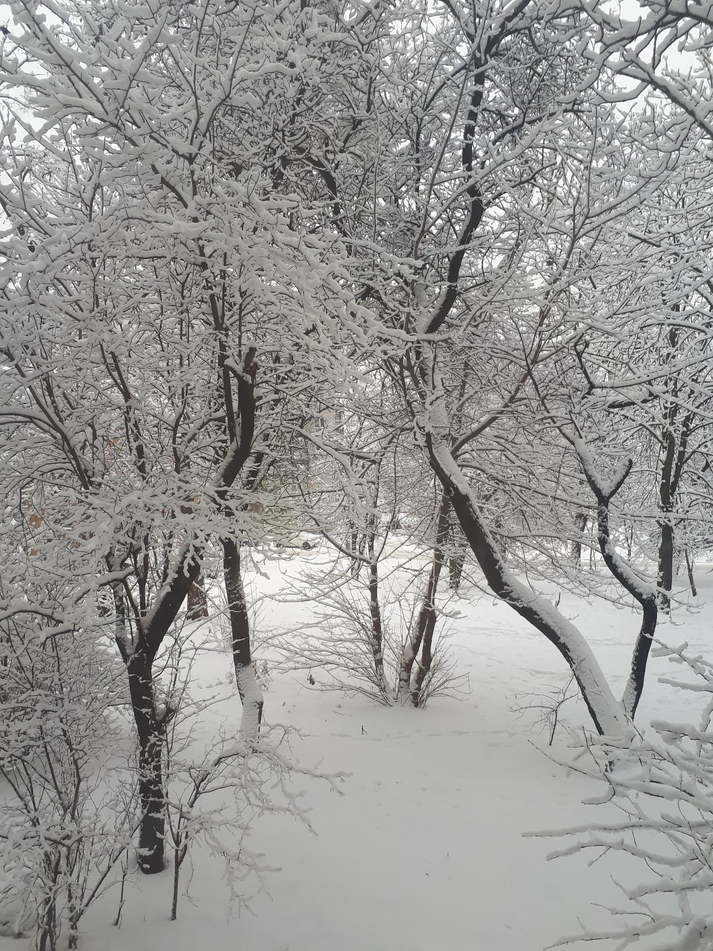 ❄