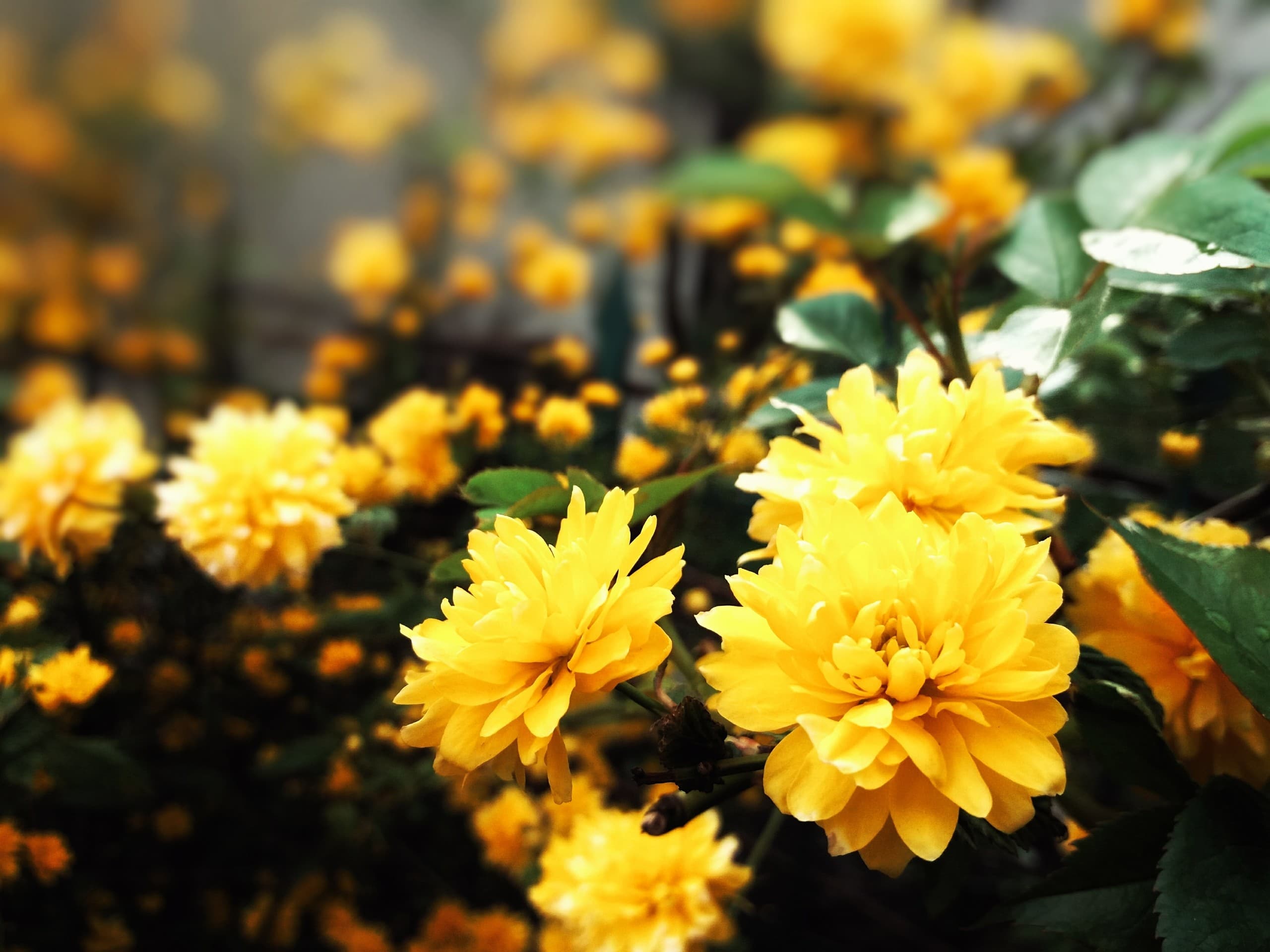 Sunny flower