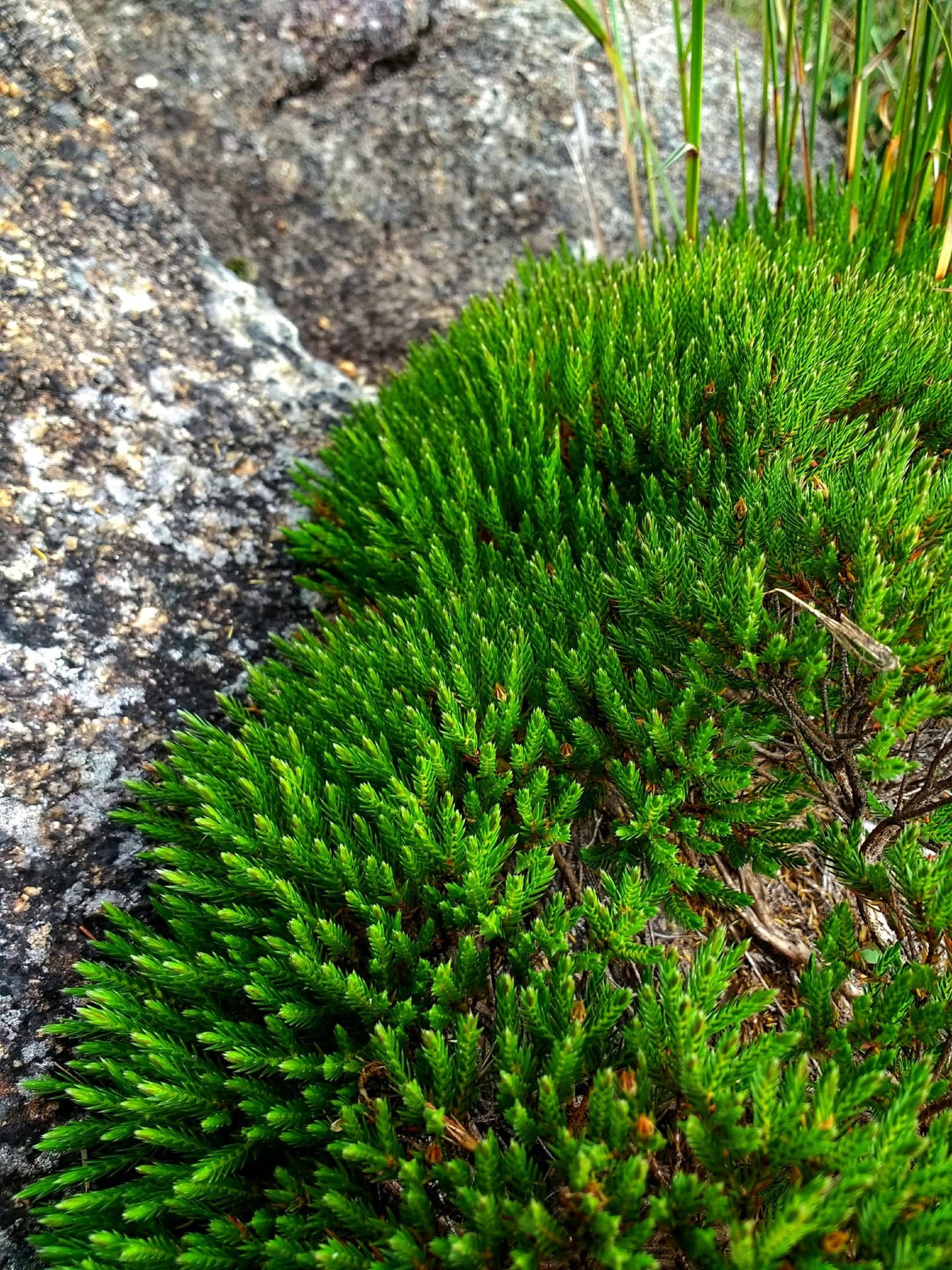 Pedra e plantas