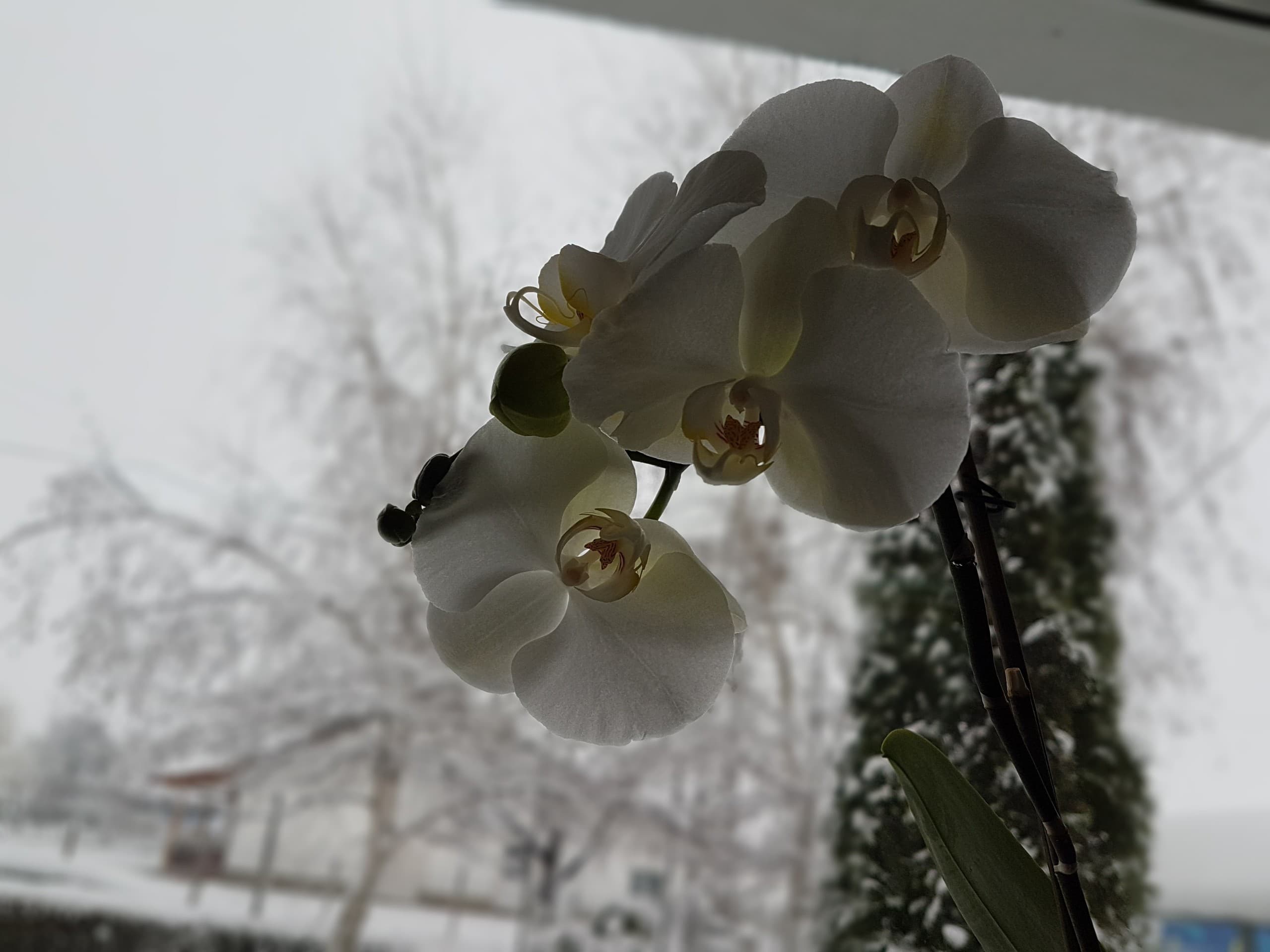white orchid