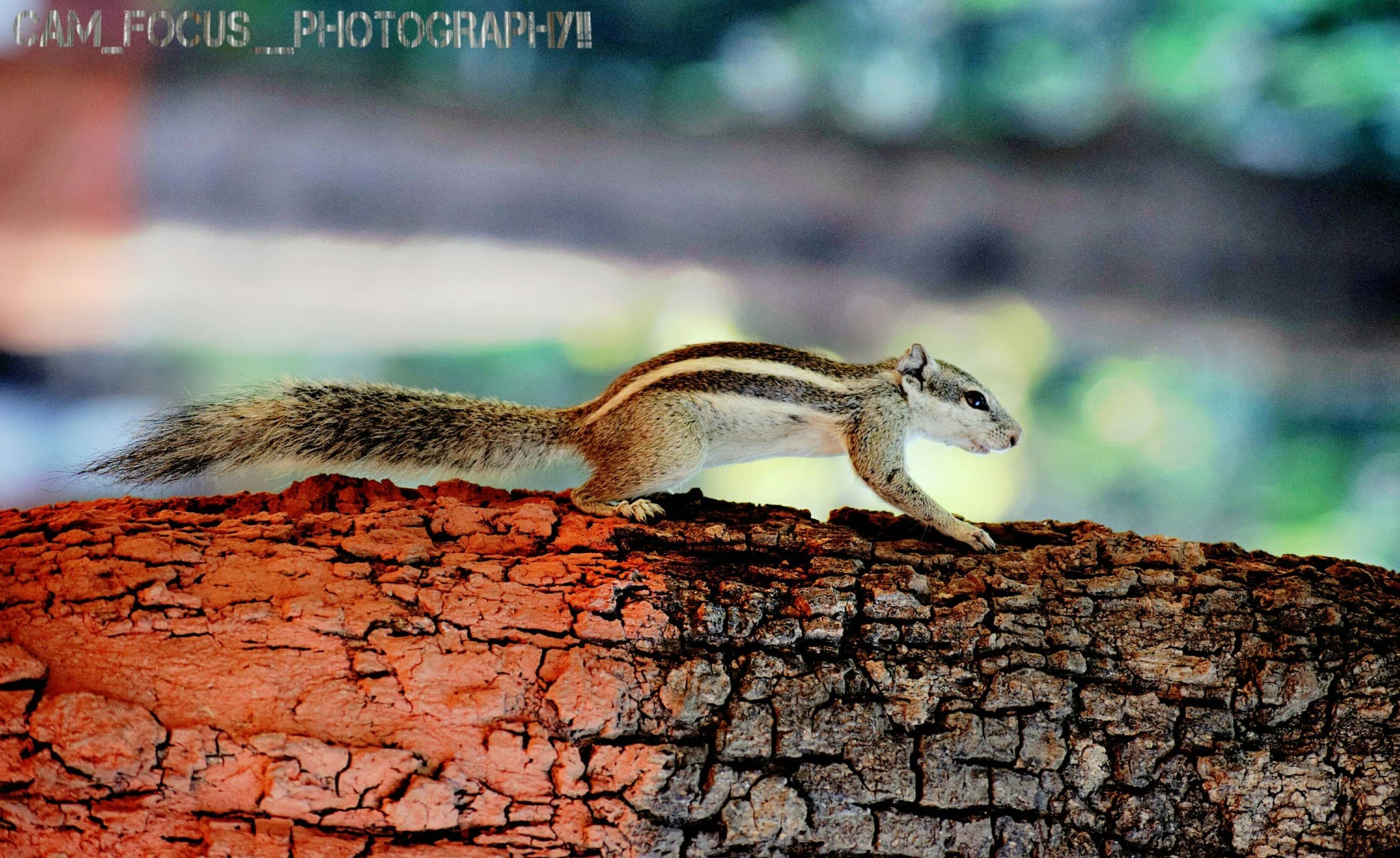 squirrel
