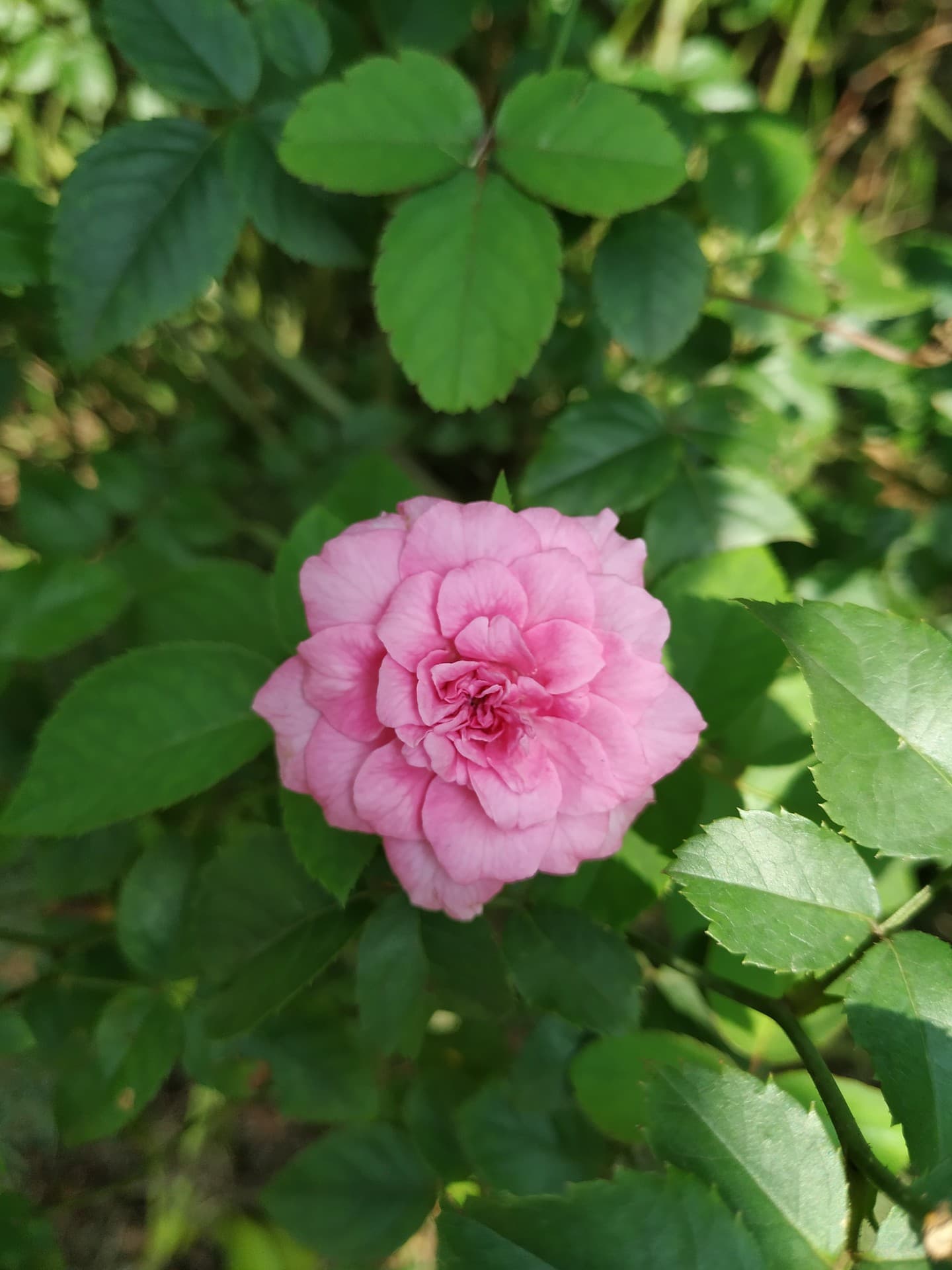 Mi a2 Photography