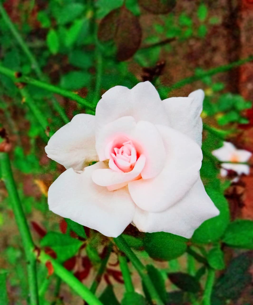 rose