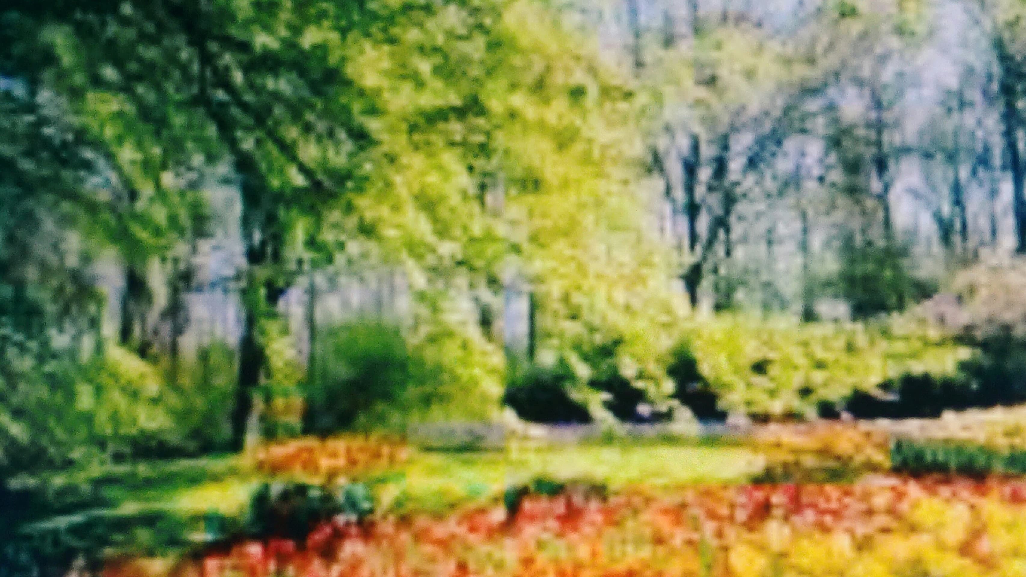 Tulipani