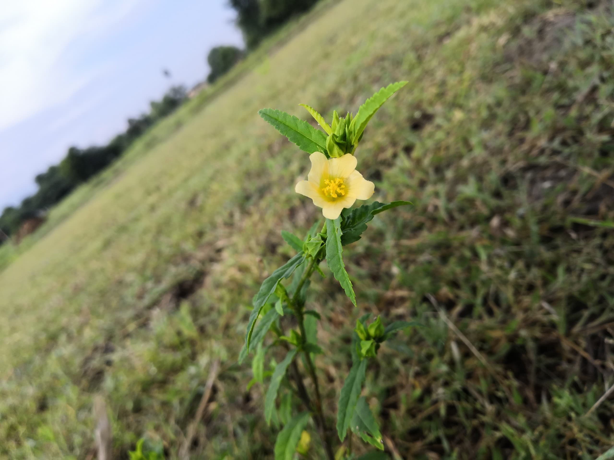 flower