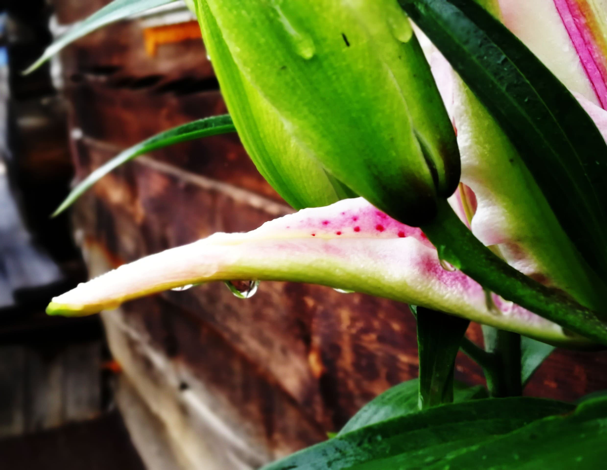 lily