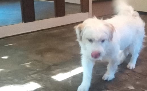doggo