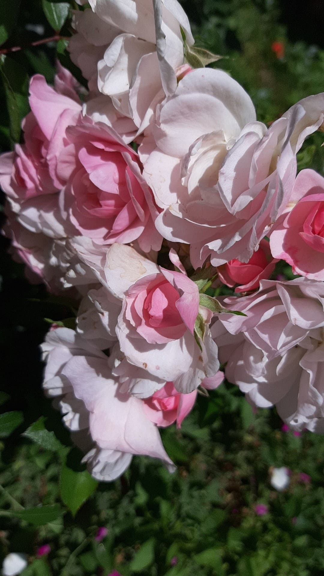 fleur