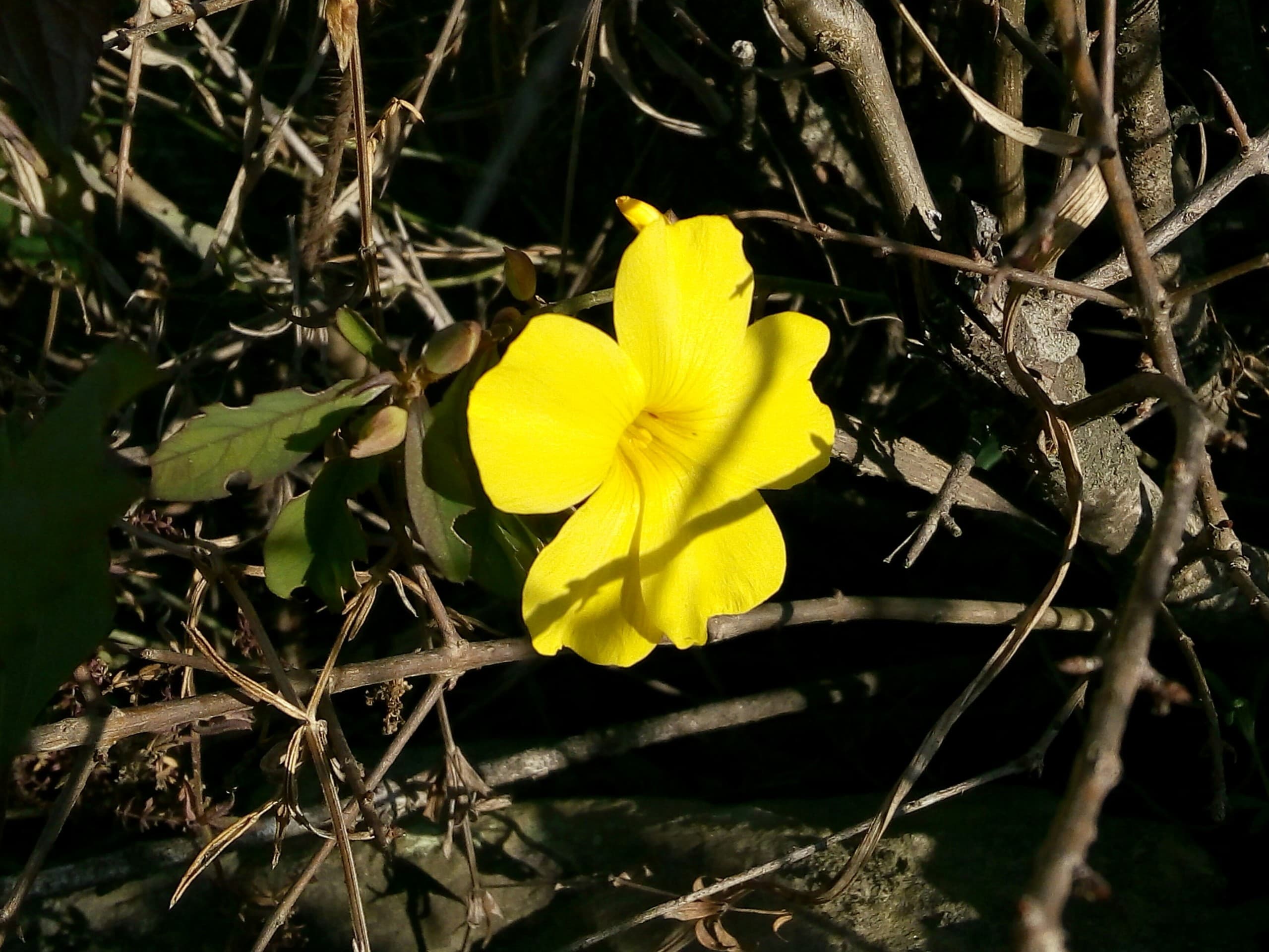 yellow flower