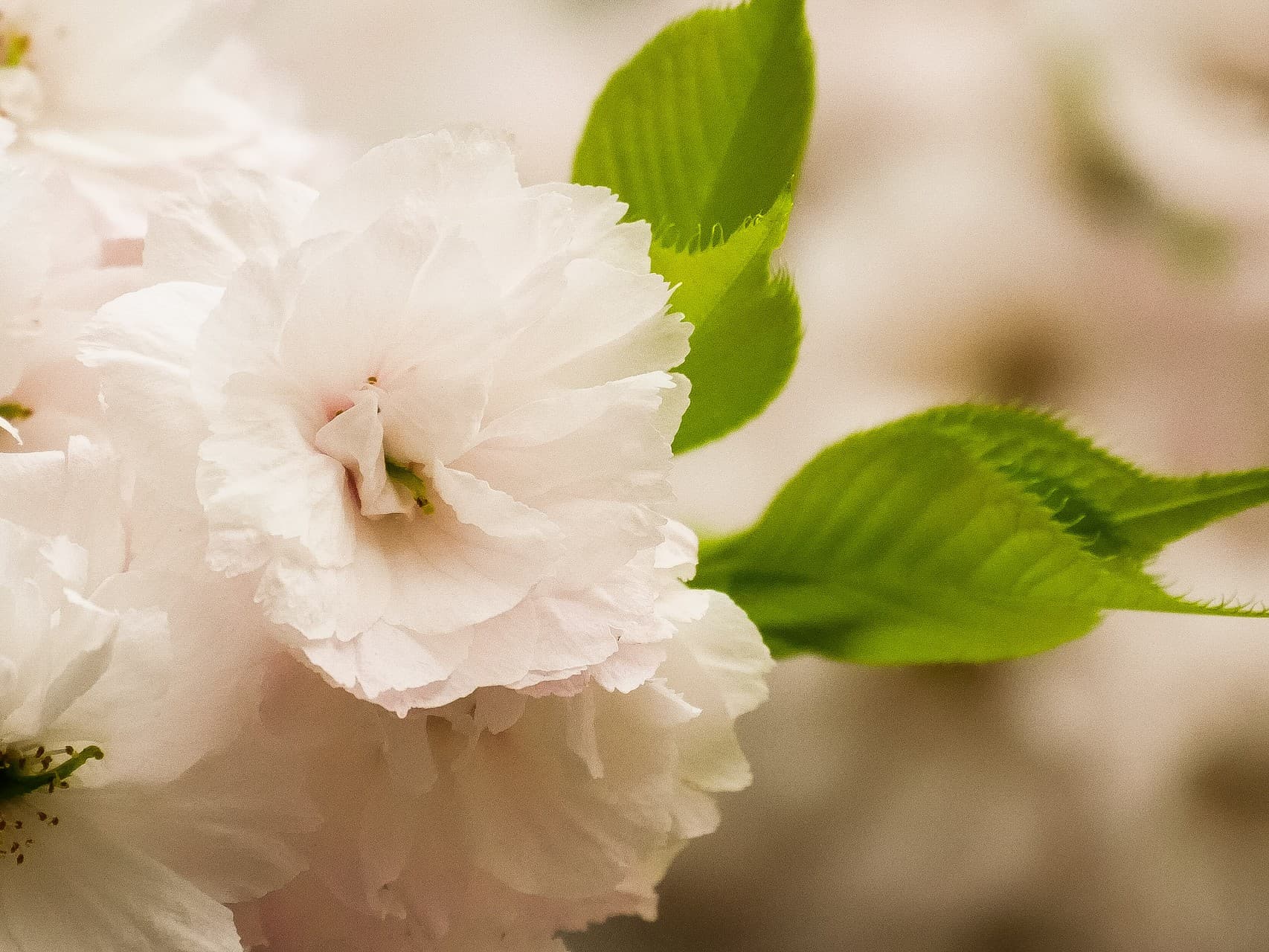 double cherry blossoms