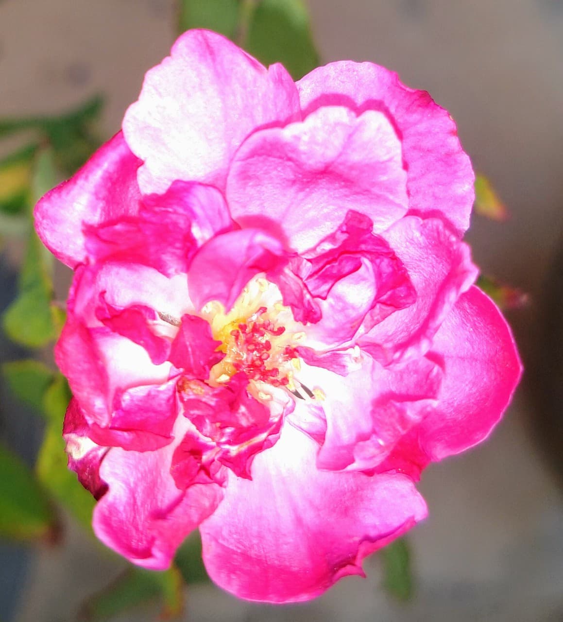 Red Rose