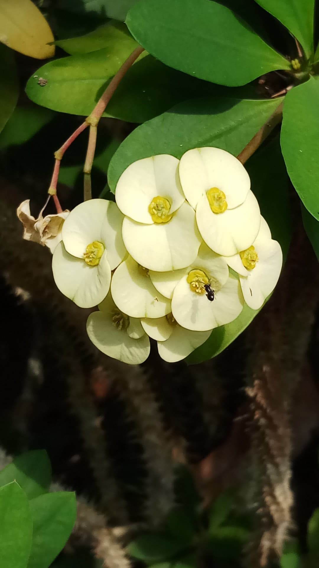 whige euphorbia flowers